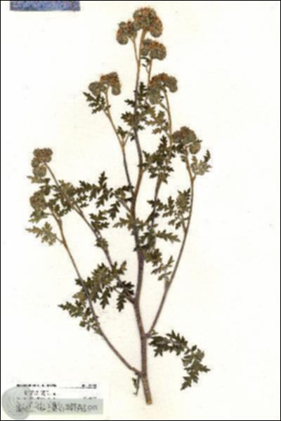 URN_catalog_HBHinton_herbarium_20435.jpg.jpg