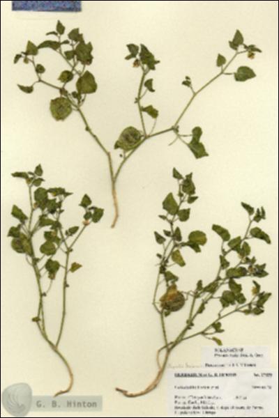 URN_catalog_HBHinton_herbarium_27429.jpg.jpg