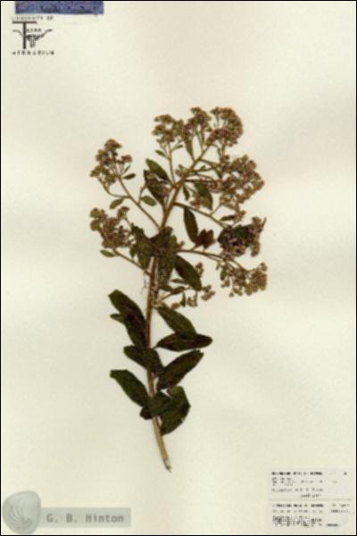 URN_catalog_HBHinton_herbarium_26202.jpg.jpg