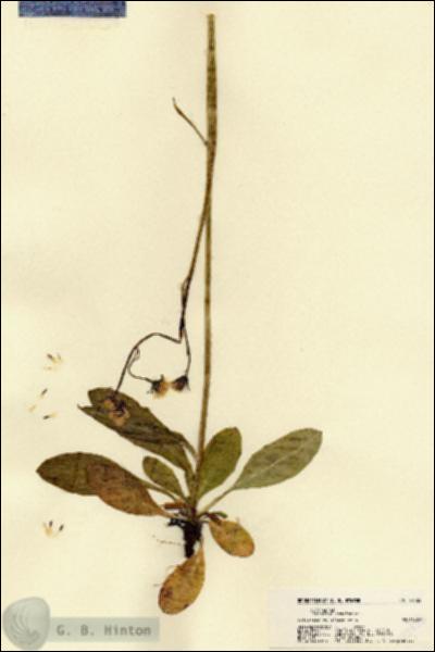 URN_catalog_HBHinton_herbarium_22433.jpg.jpg