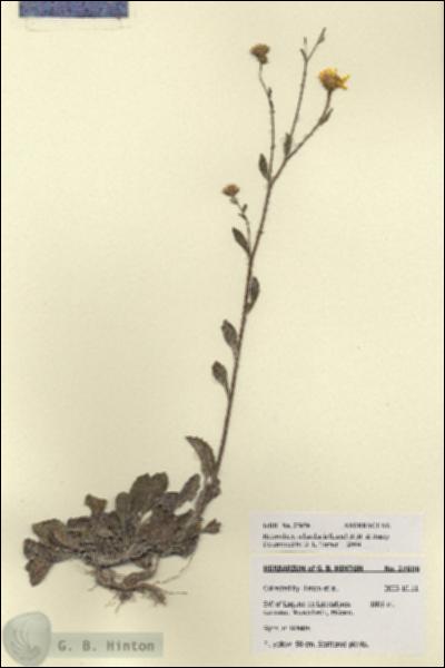 URN_catalog_HBHinton_herbarium_27898.jpg.jpg