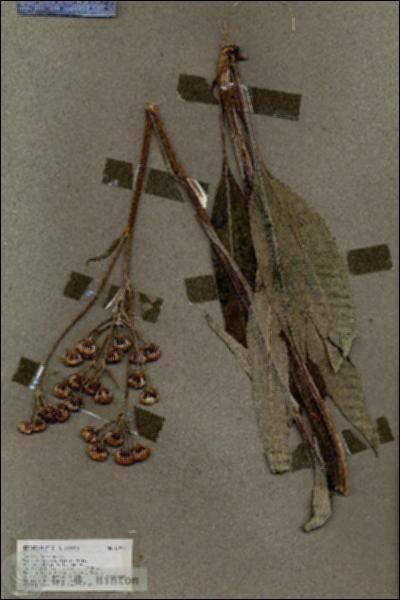 URN_catalog_HBHinton_herbarium_17911.jpg.jpg