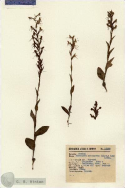 URN_catalog_HBHinton_herbarium_15138.jpg.jpg
