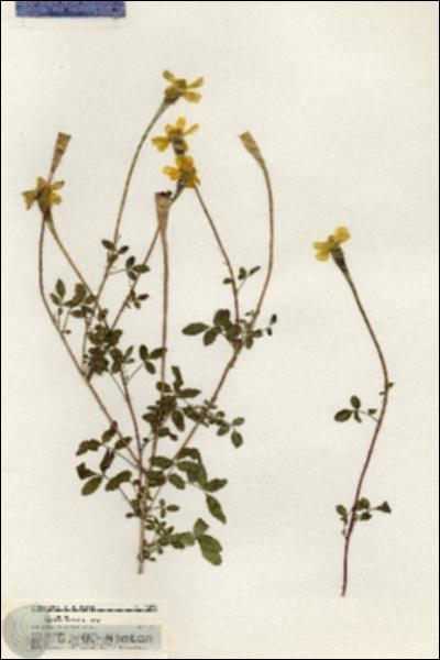 URN_catalog_HBHinton_herbarium_20894.jpg.jpg