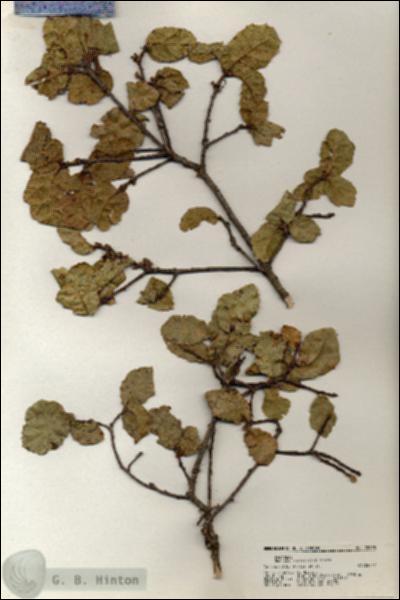 URN_catalog_HBHinton_herbarium_20978.jpg.jpg