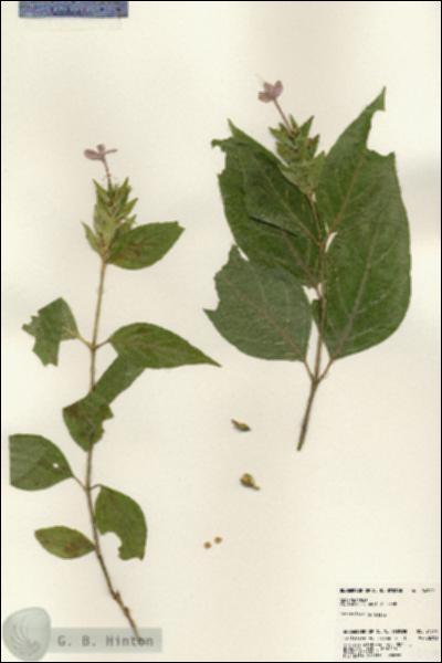 URN_catalog_HBHinton_herbarium_24519.jpg.jpg