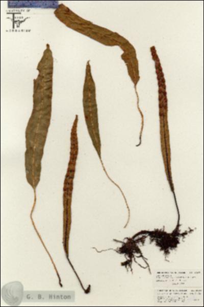 URN_catalog_HBHinton_herbarium_26298.jpg.jpg