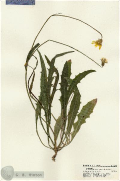 URN_catalog_HBHinton_herbarium_21647.jpg.jpg