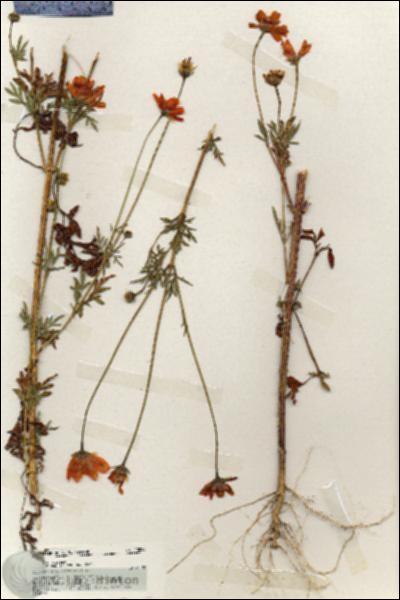 URN_catalog_HBHinton_herbarium_20023.jpg.jpg