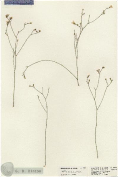URN_catalog_HBHinton_herbarium_23592.jpg.jpg