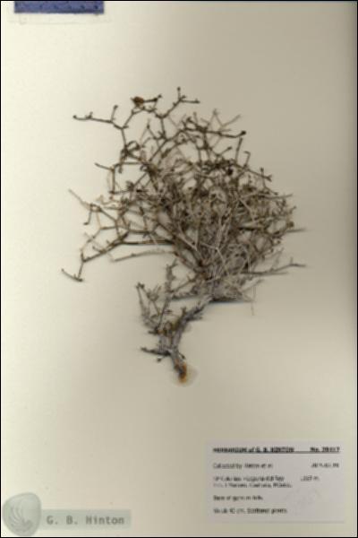 URN_catalog_HBHinton_herbarium_28417.jpg.jpg