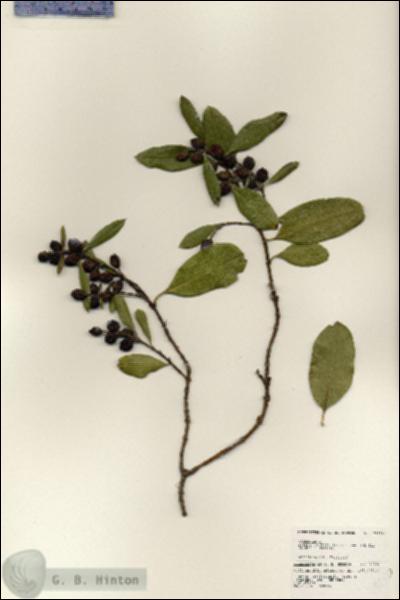 URN_catalog_HBHinton_herbarium_24850.jpg.jpg
