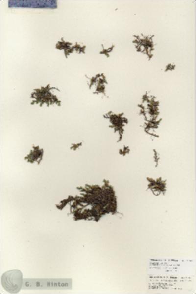 URN_catalog_HBHinton_herbarium_25669.jpg.jpg
