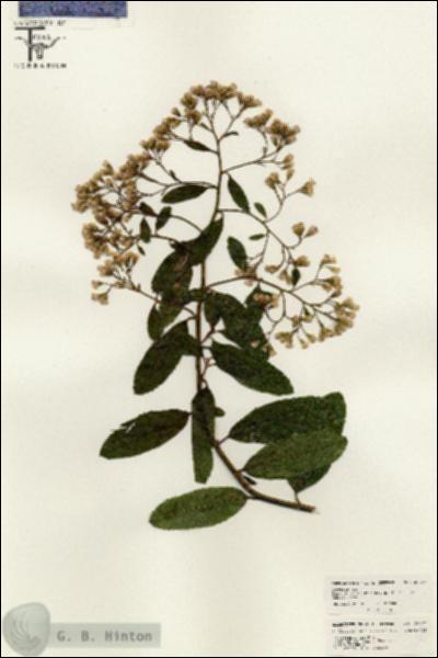 URN_catalog_HBHinton_herbarium_26407.jpg.jpg