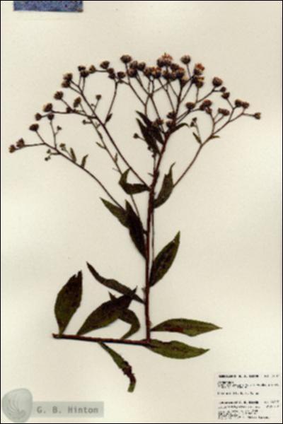 URN_catalog_HBHinton_herbarium_24117.jpg.jpg