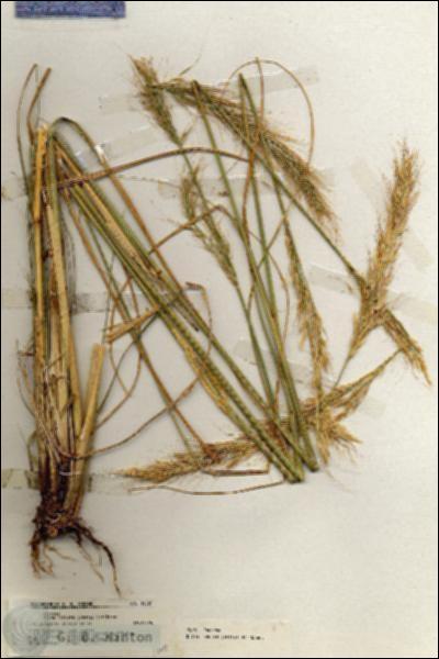 URN_catalog_HBHinton_herbarium_19361.jpg.jpg