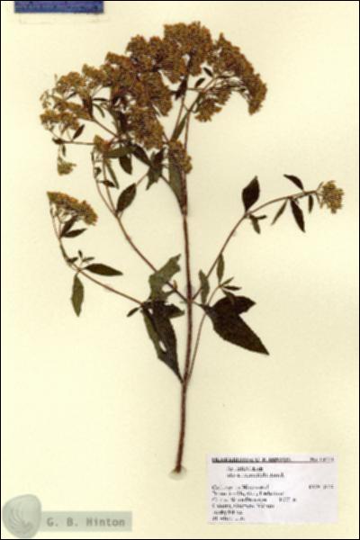 URN_catalog_HBHinton_herbarium_14771.jpg.jpg