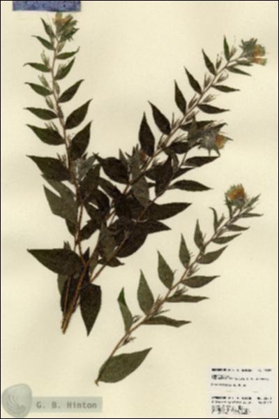 URN_catalog_HBHinton_herbarium_23523.jpg.jpg