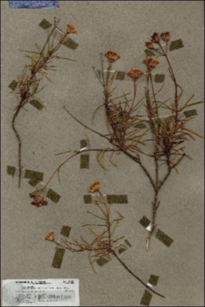 URN_catalog_HBHinton_herbarium_19845.jpg.jpg