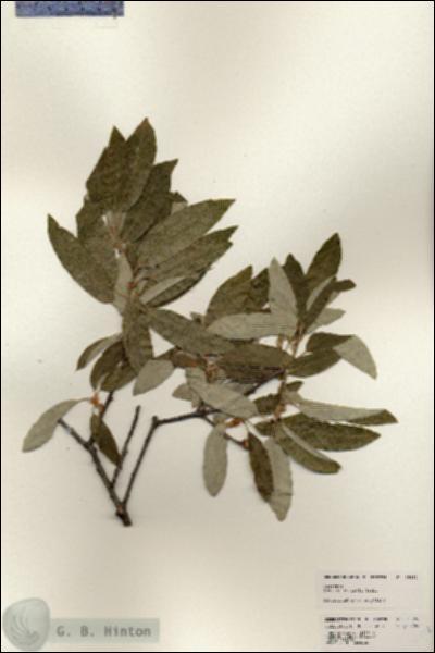 URN_catalog_HBHinton_herbarium_25292.jpg.jpg