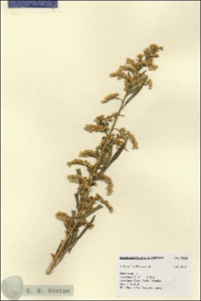 URN_catalog_HBHinton_herbarium_20068.jpg.jpg