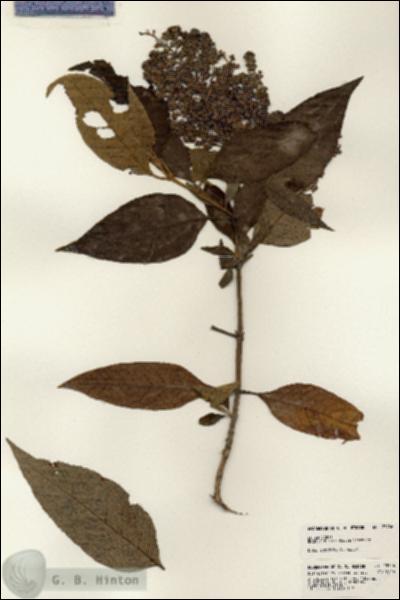 URN_catalog_HBHinton_herbarium_23756.jpg.jpg