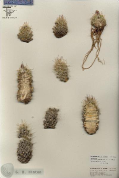 URN_catalog_HBHinton_herbarium_25814.jpg.jpg