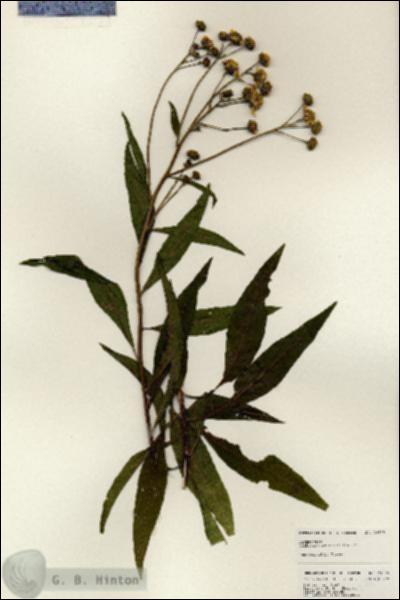 URN_catalog_HBHinton_herbarium_24879.jpg.jpg