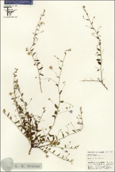 URN_catalog_HBHinton_herbarium_25518.jpg.jpg