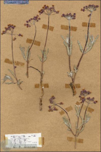 URN_catalog_HBHinton_herbarium_18172.jpg.jpg