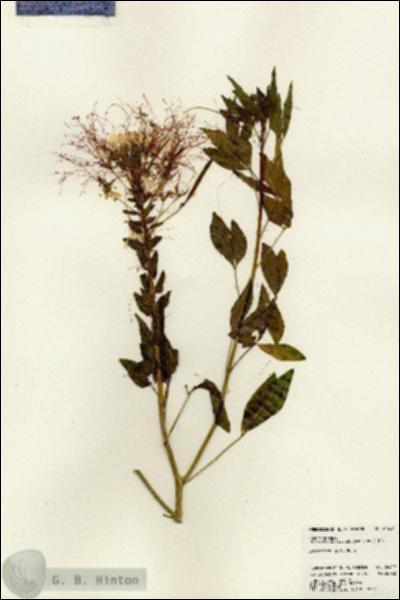 URN_catalog_HBHinton_herbarium_24429.jpg.jpg