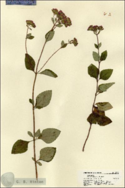 URN_catalog_HBHinton_herbarium_22512.jpg.jpg