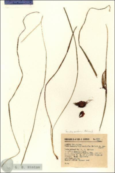 URN_catalog_HBHinton_herbarium_6527.jpg.jpg