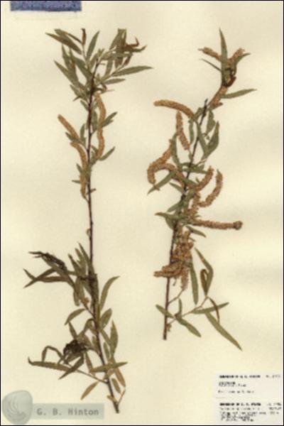 URN_catalog_HBHinton_herbarium_21924.jpg.jpg