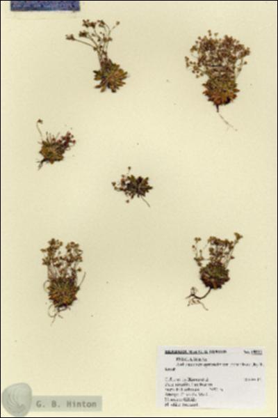 URN_catalog_HBHinton_herbarium_18822.jpg.jpg