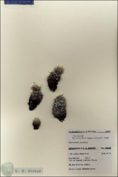 URN_catalog_HBHinton_herbarium_28420.jpg.jpg