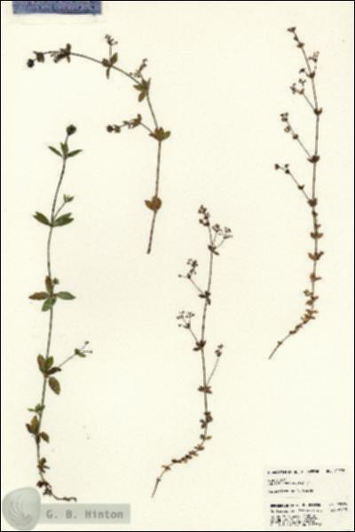 URN_catalog_HBHinton_herbarium_22976.jpg.jpg