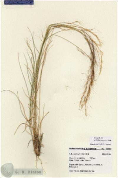 URN_catalog_HBHinton_herbarium_28380.jpg.jpg