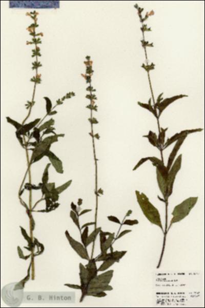 URN_catalog_HBHinton_herbarium_23147.jpg.jpg