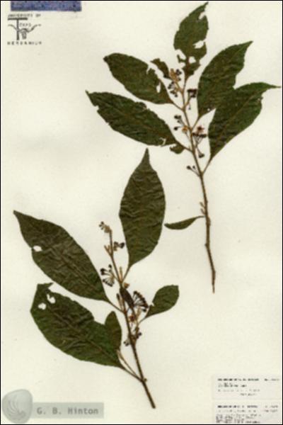 URN_catalog_HBHinton_herbarium_26624.jpg.jpg