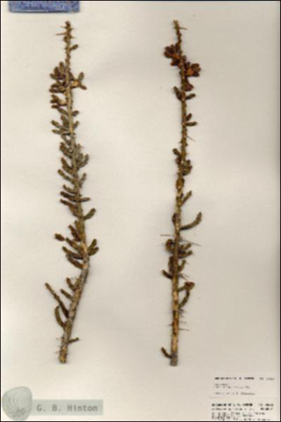 URN_catalog_HBHinton_herbarium_20626.jpg.jpg