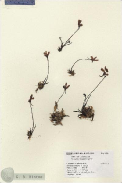 URN_catalog_HBHinton_herbarium_14219.jpg.jpg