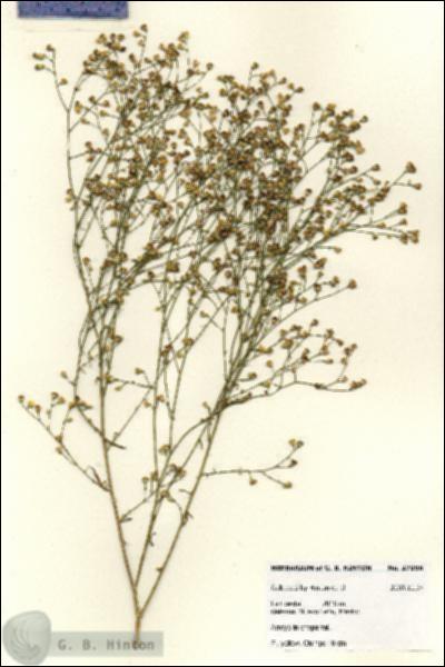 URN_catalog_HBHinton_herbarium_27956.jpg.jpg