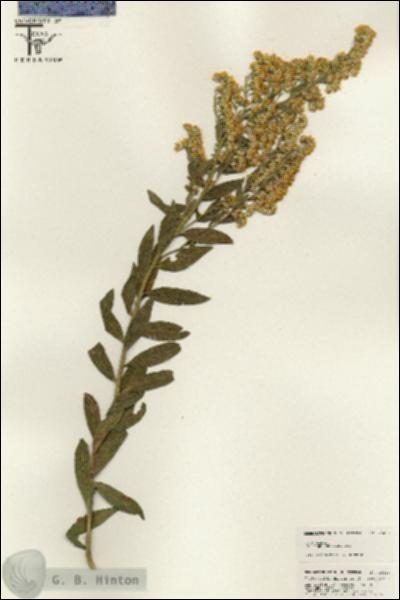 URN_catalog_HBHinton_herbarium_25430.jpg.jpg
