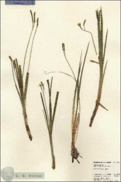 URN_catalog_HBHinton_herbarium_22828.jpg.jpg
