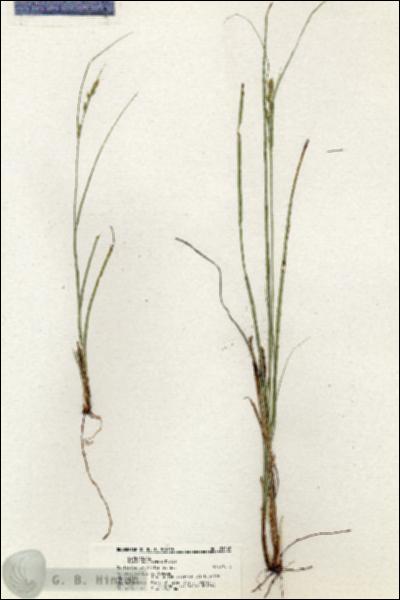 URN_catalog_HBHinton_herbarium_21069.jpg.jpg