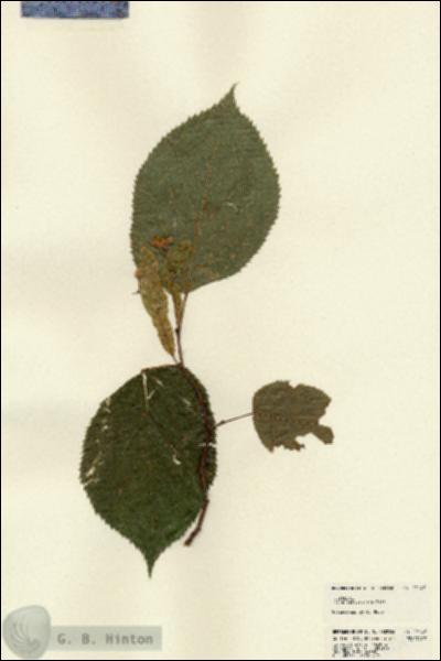 URN_catalog_HBHinton_herbarium_22147.jpg.jpg