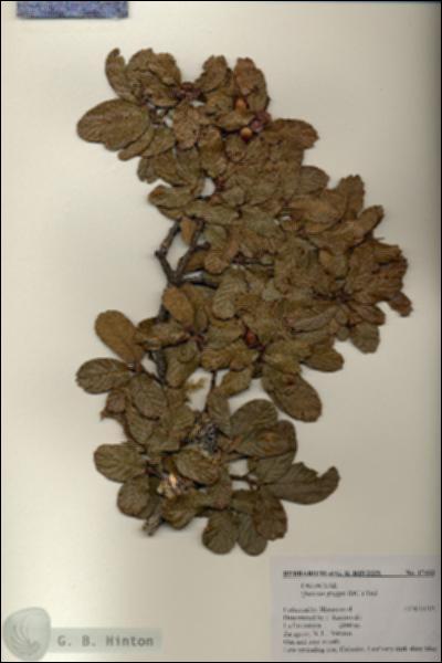 URN_catalog_HBHinton_herbarium_17433.jpg.jpg