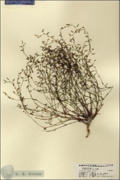 URN_catalog_HBHinton_herbarium_21580.jpg.jpg