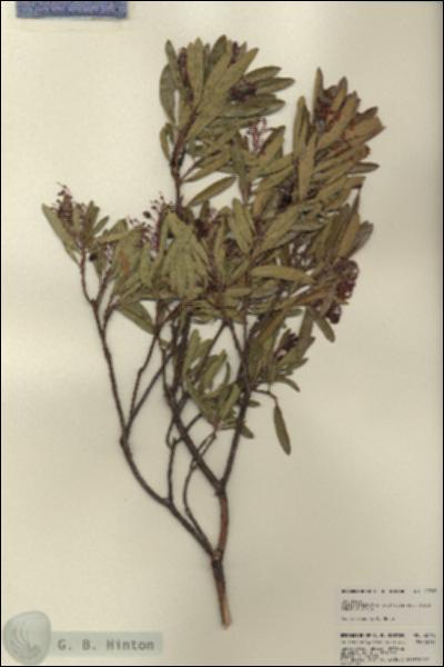 URN_catalog_HBHinton_herbarium_22793.jpg.jpg